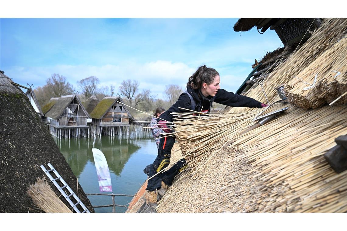 Bald zu begutachten: Dachdeckerin Moira Memmhardt verarbeitet bündelweise Reet auf einem der Häuser des Pfahlbaumuseums in Unteruhldingen am Bodensee.