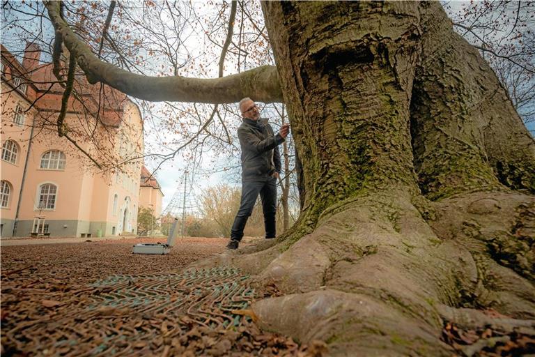 Baumgutachter Hartmut Neidlein kontrolliert die alte Rotbuche an der Mörikeschule auf Schäden oder Krankheiten. Foto: Alexander Becher