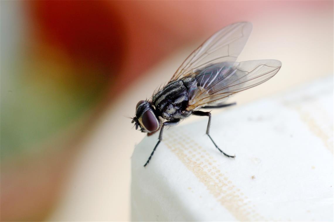 Befinden sich plötzlich viele Fliegen im Zimmer, kann dies verschiedene Gründe haben. Die häufigsten Ursachen erfahren Sie hier.