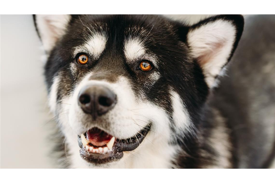 Bei dem erschossenen Tier handelt es sich um einen Hund der Rasse Alaskan Malamute (Symbolfoto).