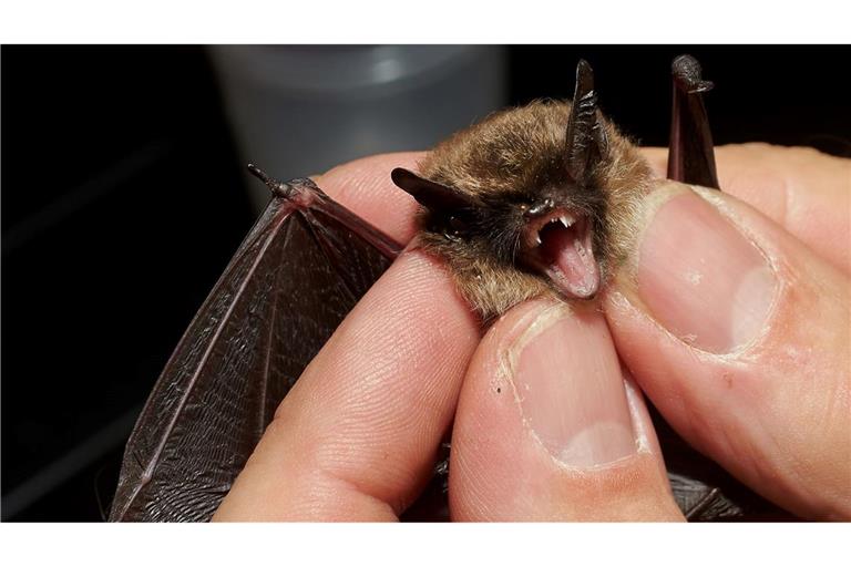 Bei der "Batnight" am 24. August dreht sich alles um die Fledermaus. (Archivbild)