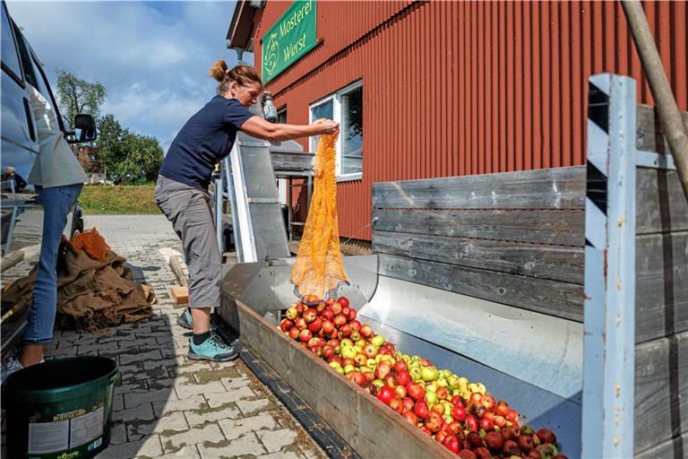 Bei der Mosterei Wurst in Murrhardt-Köchersberg wird gerade im Hochbetrieb gemostet. Fotos: Stefan Bossow