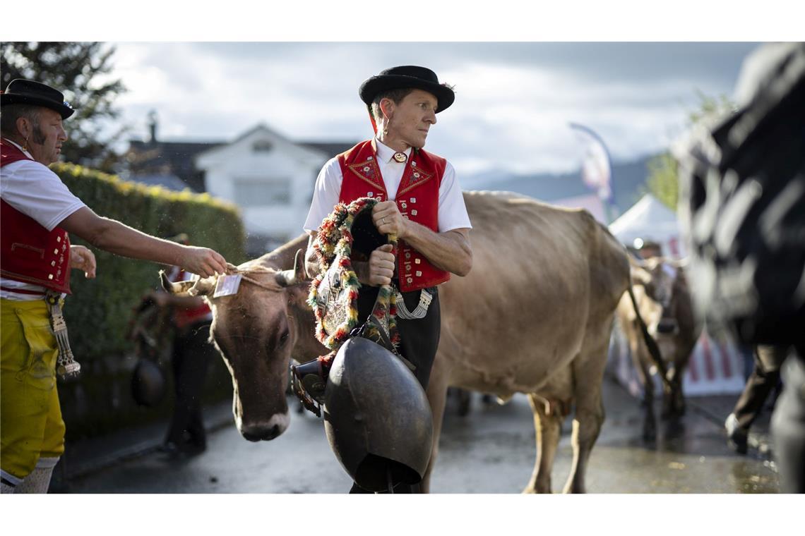 Bei einer traditionellen Viehschau in der Schweiz nehmen die Senner einer Kuh die Glocke ab.