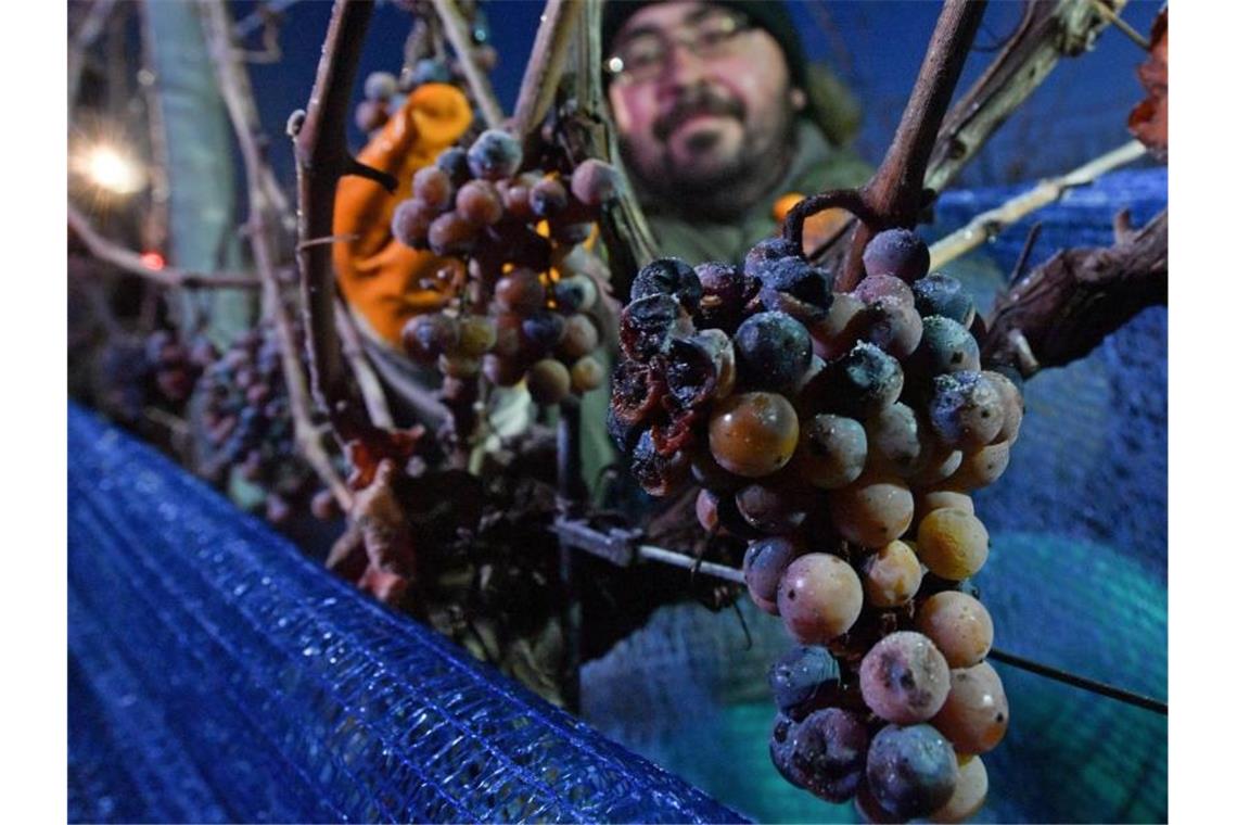 Bei frostigen Temperaturen lesen Mitarbeiter einer Winzervereinigung gefrorene Trauben. Foto: Hendrik Schmidt/dpa-Zentralbild/dpa/Archivbild