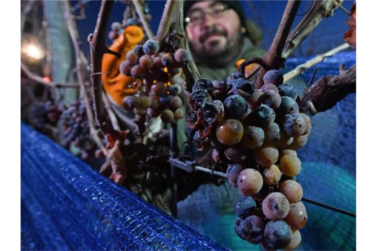 Bei frostigen Temperaturen lesen Mitarbeiter einer Winzervereinigung gefrorene Trauben. Foto: Hendrik Schmidt/dpa-Zentralbild/dpa/Archivbild