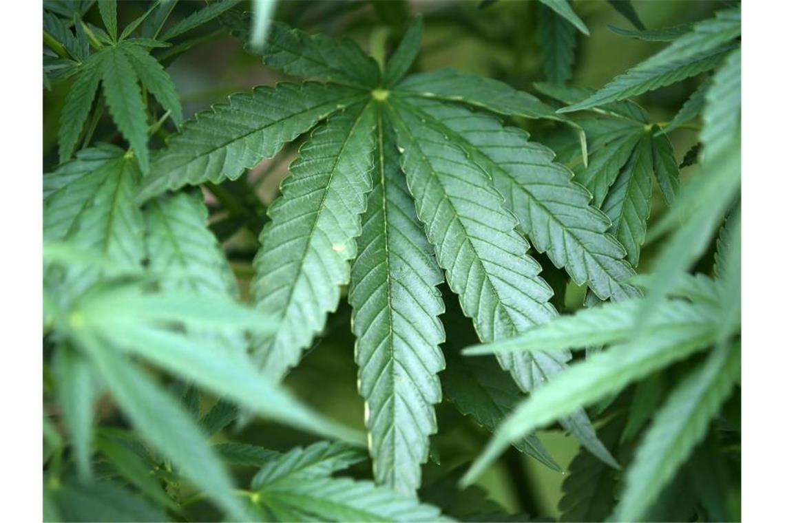 Cannabiskonsum steigt gerade bei Jüngeren Bei jungen Erwachsenen ist der Cannabiskonsum weiter gestiegen. Foto: Oliver Berg/dpa