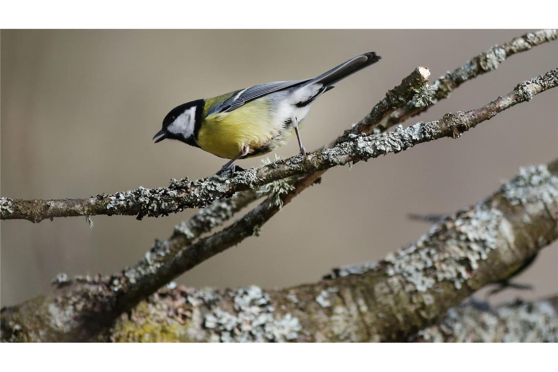 Bei Kohlmeisen kommt es immer wieder zu kleineren Wanderungen. Dann müssen sich die Vögel in neuen Umgebungen zurechtfinden. (Archivbild)