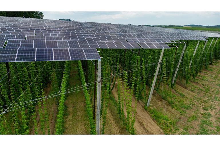 Beim Ausbau erneuerbarer Energien ist auch Kreativität gefragt. Wie hier, wo Hopfen und Solarstrom geerntet wird.