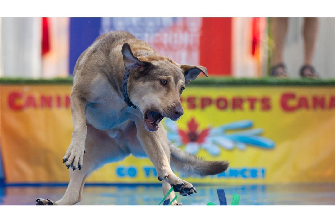 Beim Dock Diving auf dem Waterfront Festival in Toronto springt ein Hund in einen Pool, um ein geworfenes Spielzeug zu fangen