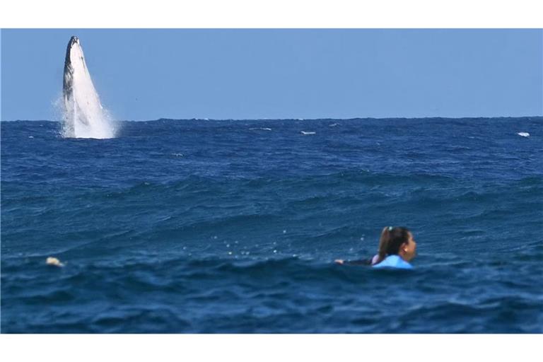 Beim Surf-Finale der Frauen taucht plötzlich ein Wal aus dem Südpazifik auf. So etwas hat es bei Olympia noch nicht gegeben.