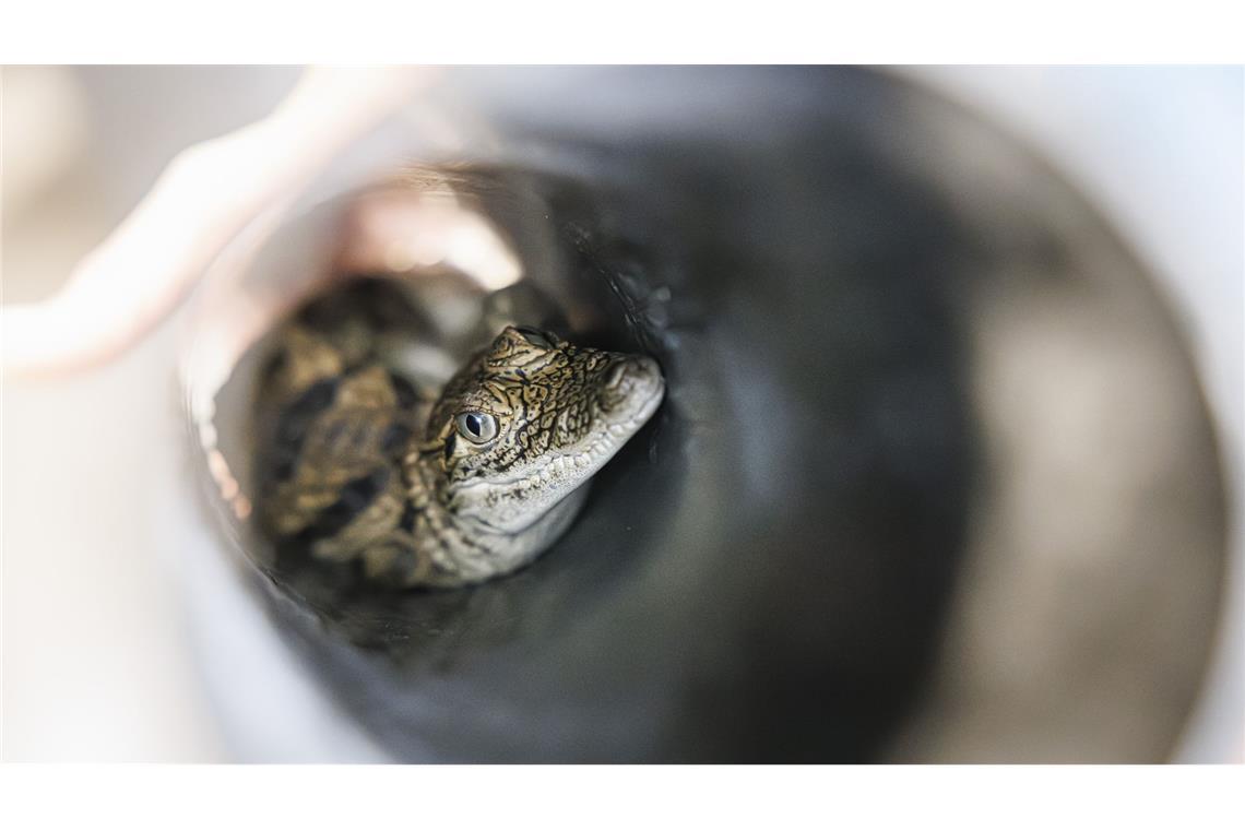 Bereit zum Transport: Ein junges Krokodil sitzt in einer Plastikröhre und wartet auf den Aufbruch aus seiner Aufzuchtstation in Lausanne. Insgesamt sechzehn westafrikanische Krokodile treten nun ihre Reise nach Marokko an - sechzig Jahre nach ihrem Verschwinden aus der Region.