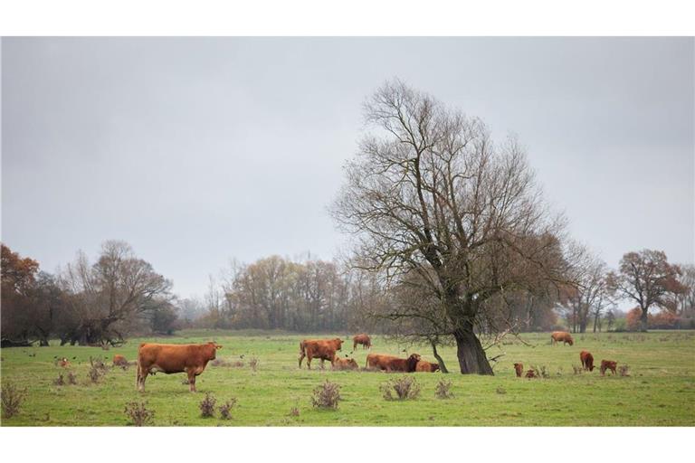 Besonders für Tierarten wie Rinder ist die Krankheit hoch ansteckend. (Symbolbild)