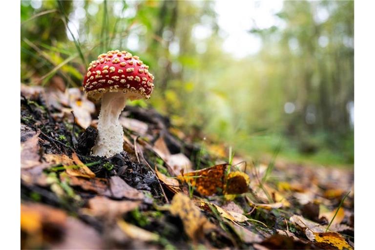 Bie Herdecke in Nordrhein-Westfalen wächst ein Fliegenpilz zwischen feuchtem Herbstlaub. Foto: Bernd Thissen/dpa