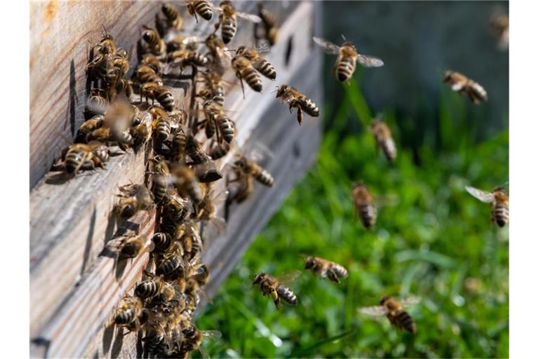 Bienen verlassen bei Sonnenschein einen Bienenstock. Foto: Sven Hoppe/dpa/Symbolbild