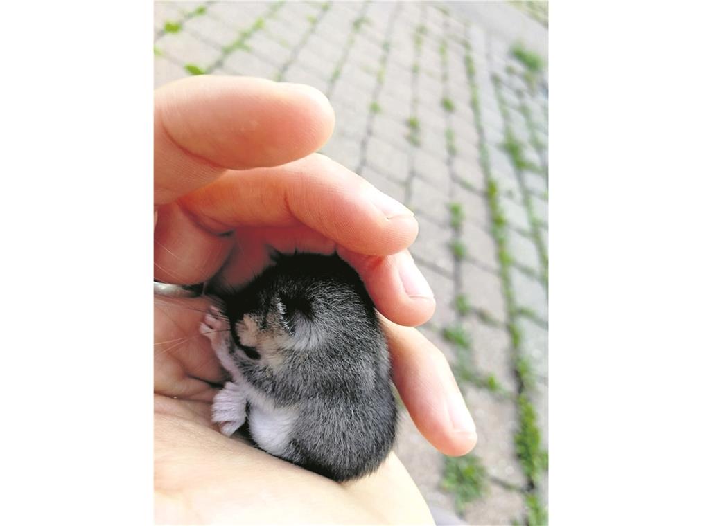 Rund um die Uhr schnelle Hilfe für Tiere in Not Rund um die Uhr schnelle Hilfe für Tiere in Not
