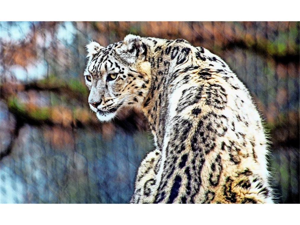 Wilhelma: Leoparden-Nachwuchs im Sommer? Wilhelma: Leoparden-Nachwuchs im Sommer?