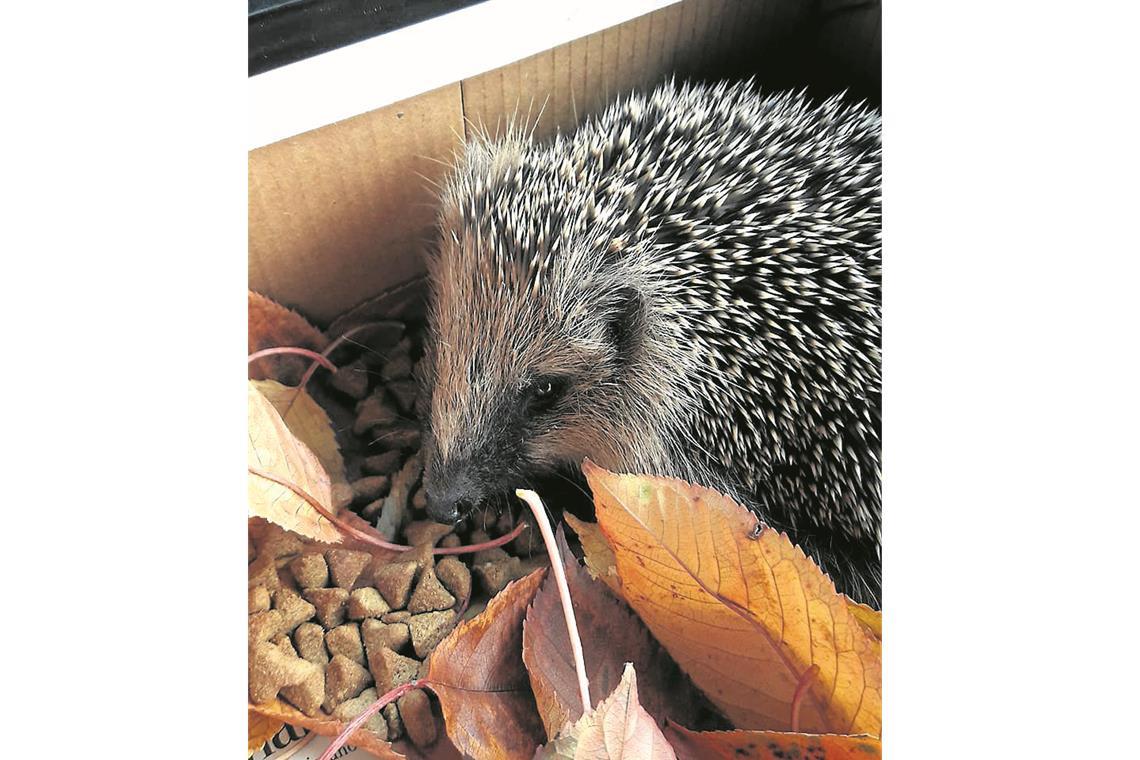 Tierrettung Unterland zieht sich aus Backnang zurück