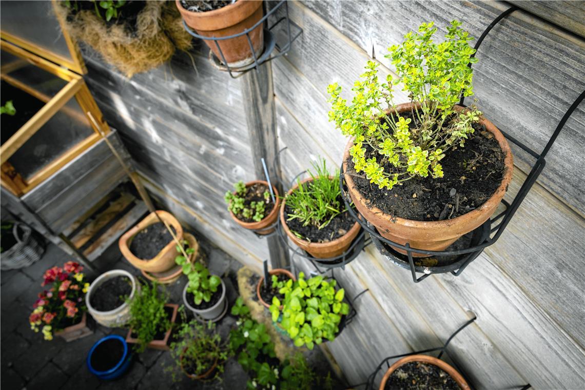 So wird Balkonien zum Pflanzenparadies