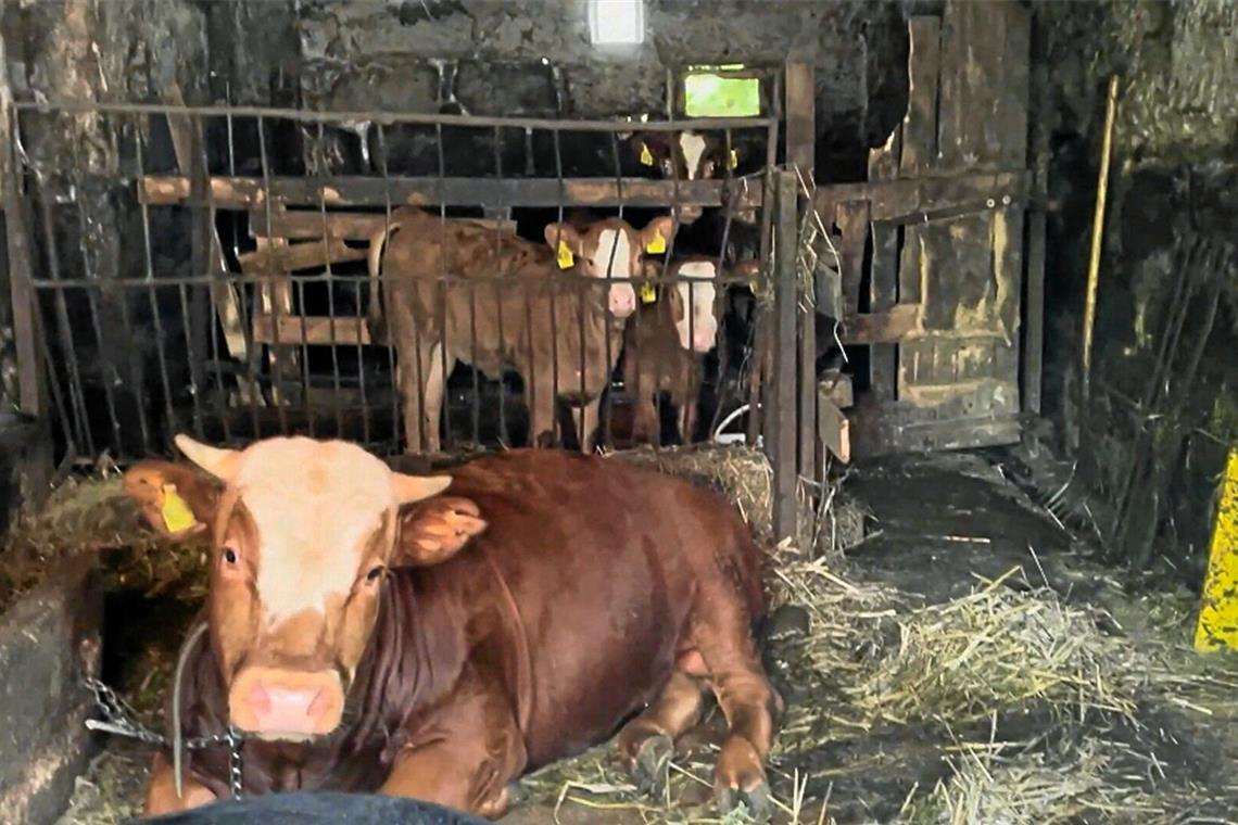 Veterinäramt entkräftet Vorwürfe an Tierhalter