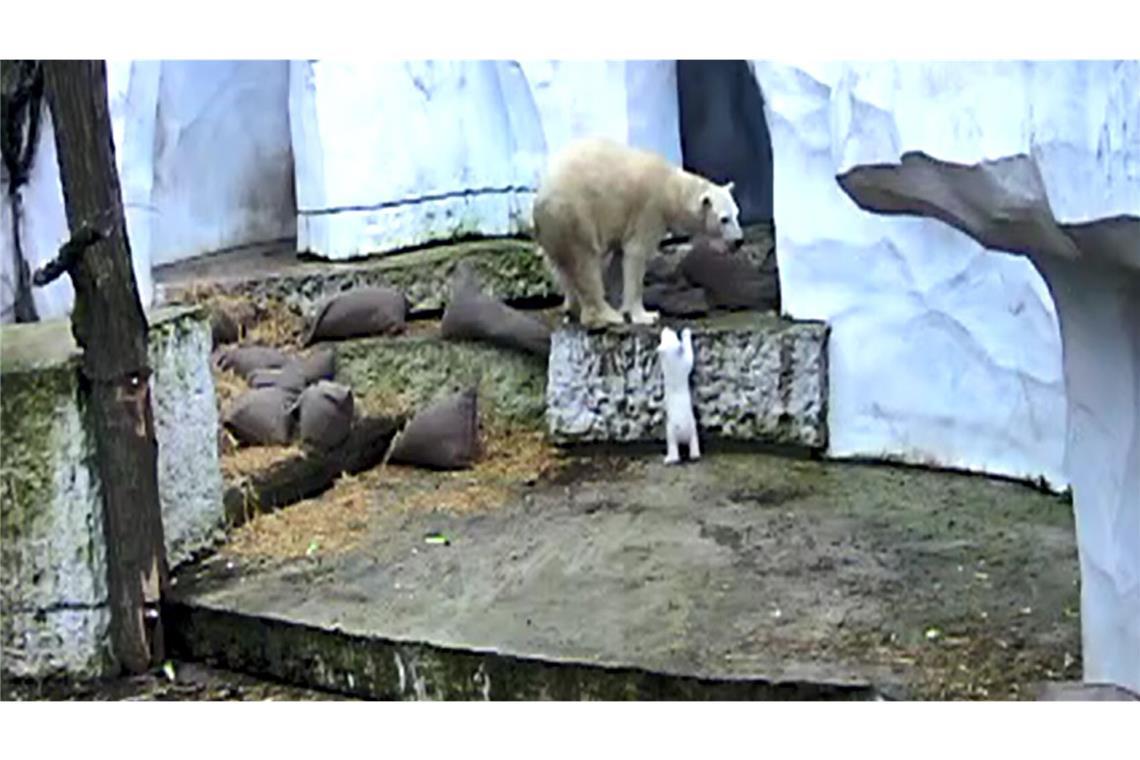 Bilder der Überwachungskamera zeigen: Der kleine Eisbär im Karlsruher Zoo hat die ersten tapsigen Schritte in der Außenanlage gemacht.