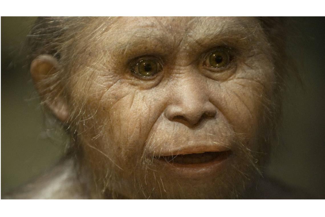 Bis vor rund 50 000 Jahren lebten die rätselhaften kleinen „Hobbit-Menschen“ auf der indonesischen Insel Flores. Obwohl der Homo floresiensis zeitgleich mit dem Homo sapiens lebte, wurde er nur gut einen Meter groß und hatte ein sehr kleines Gehirn.