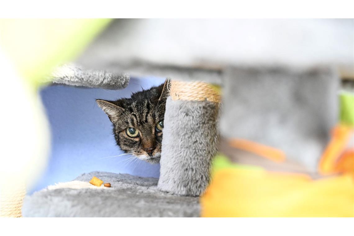 Blick aus dem Versteck: Katze Lisa bei der feierlichen Eröffnung der neu gebauten Katzenquarantäne im Tierheim Berlin. Die Einrichtung bietet auf 350 Quadratmetern Platz für 1500 kranke Katzen.