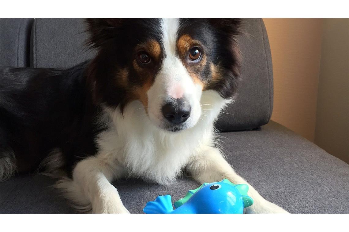 Boder Collie Whisky zeigt eines seines Spielzeuge.