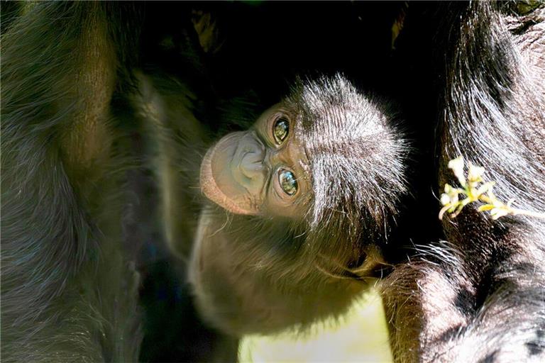 Bonobo-Baby Kasita auf einer Aufnahme aus dem Juni – jetzt ist das Jungtier mit nur sechs Monaten überraschend gestorben.