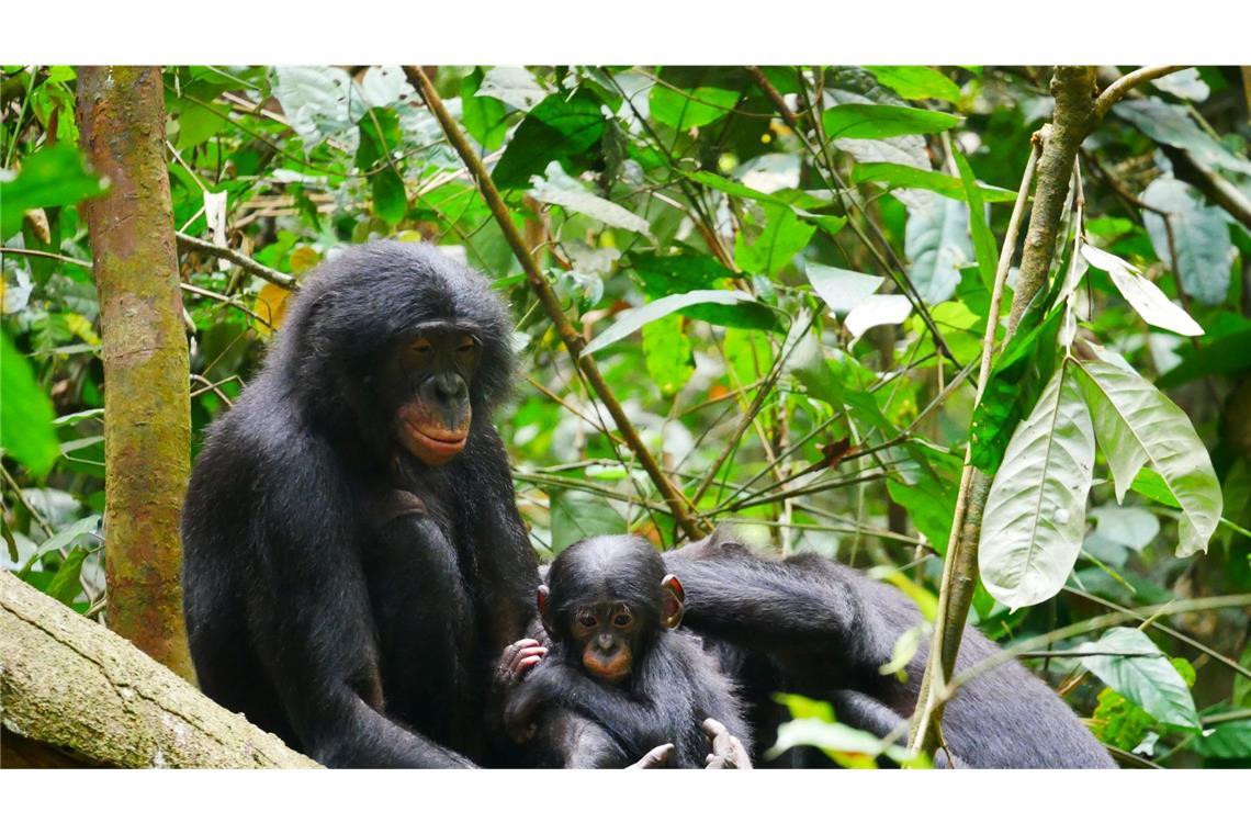 Bonobos (Pan paniscus) sind die nächsten lebenden Verwandten des Menschen.