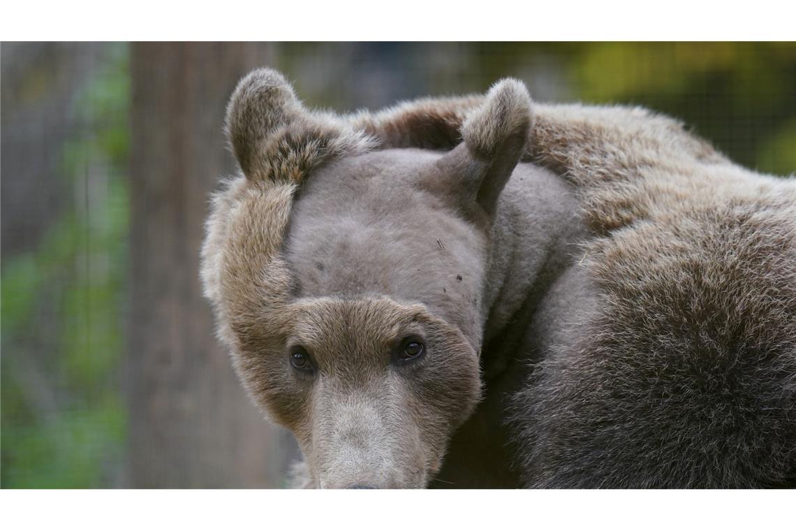 Braunbär Boki erholt sich von seiner Gehirn-OP im Gehege in Canterbury, Kent. Es ist die erste Operation dieser Art in Großbritannien.