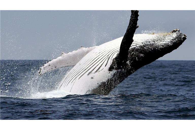 Buckelwale leben in allen Ozeanen der Welt. Normalerweise interessieren sie sich für Krill und Fische, nicht für Kajakfahrer.