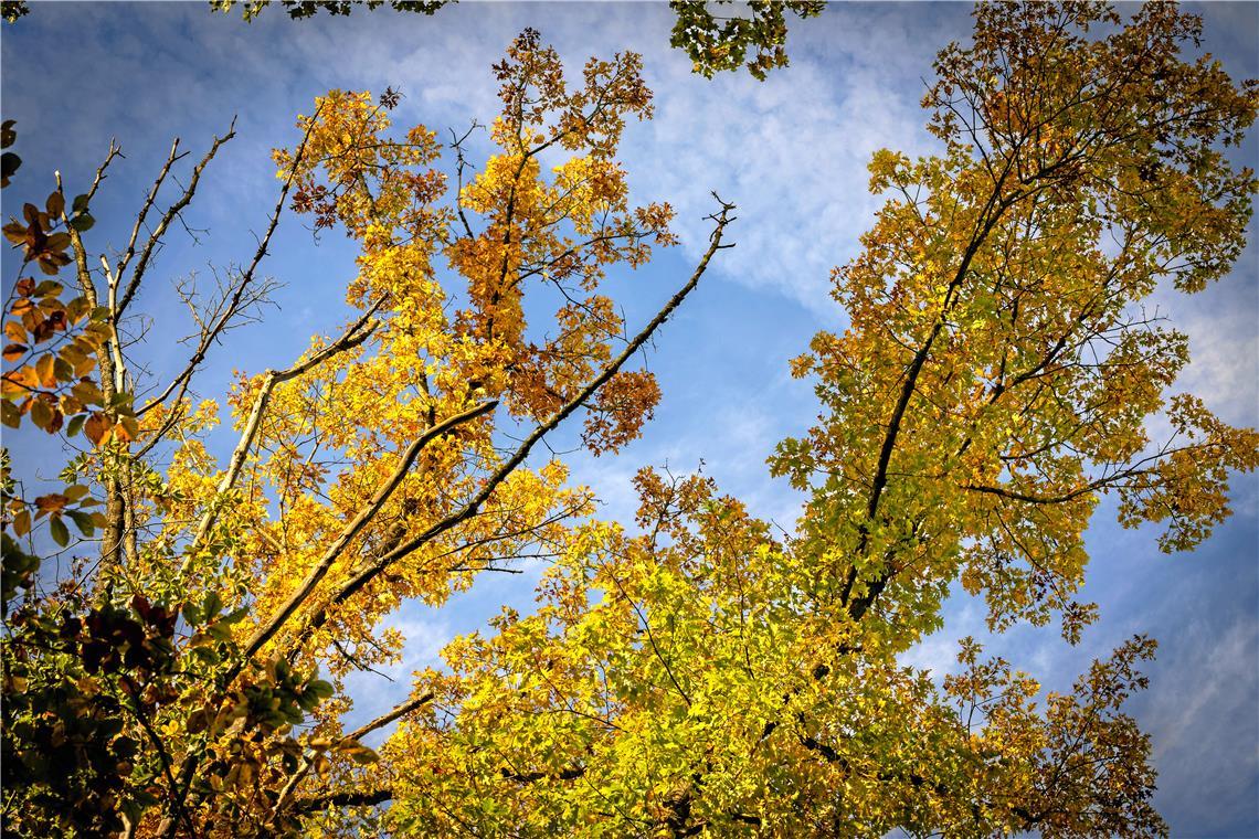 Bunte Blätter lassen direkt Herbststimmung in der Region aufkommen. Foto: Alexander Becher