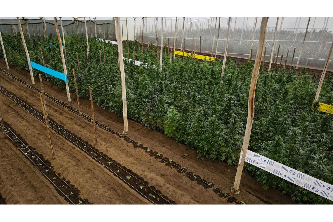Cannabispflanzen in einem Gewächshaus in Ecuador, in dem Cannabis für medizinische Zwecke angebaut wird.