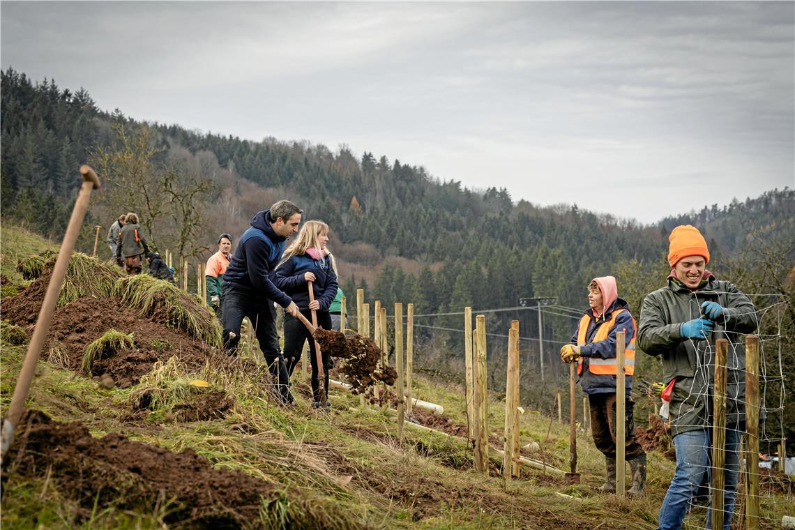 Christian Schulz (Warnweste) und Max Schäfer pflanzen auf der Versuchswiese in Spiegelberg Streuobstbäume. Foto: Alexander Becher