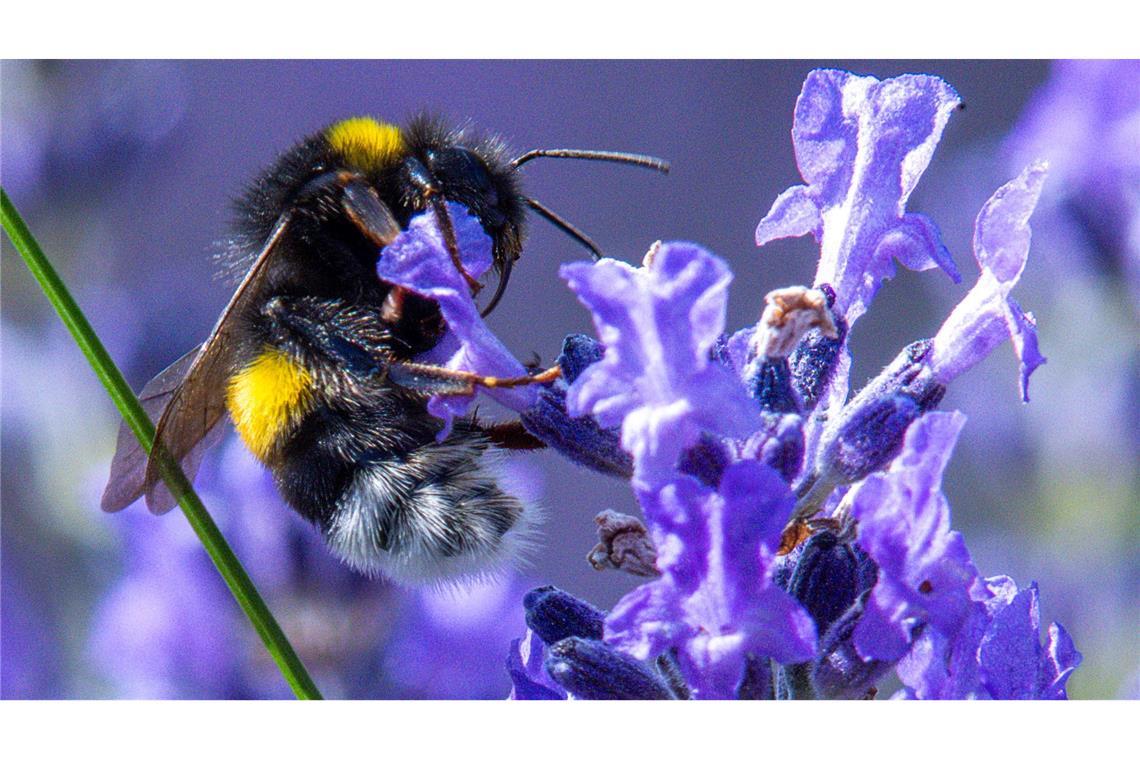 Citizen Science kann auch dazu führen, dass sich Menschen mehr für die Natur interessieren und diese schützen wollen.