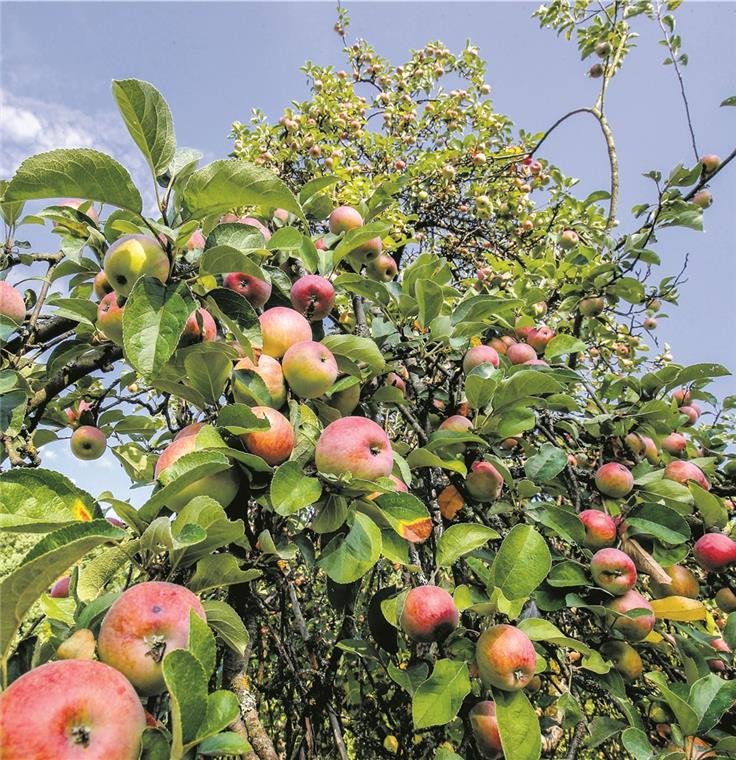 „Die Wertschätzung ist nicht mehr da“ Da wachsen die Früchte fast in den Himmel: Der Weinäpfele-Baum verspricht eine üppige Ernte.