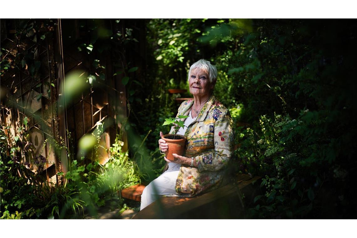 Dame Judi Dench mit einem Setzling des  Berg-Ahorns bei der Chelsea Flower Show.