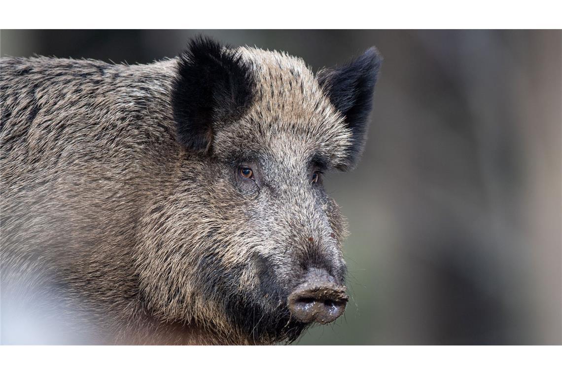 Das Aujeszky-Virus wurde in Nordrhein-Westfalen bei einem Wildschwein festgestellt. (Symbolfoto)