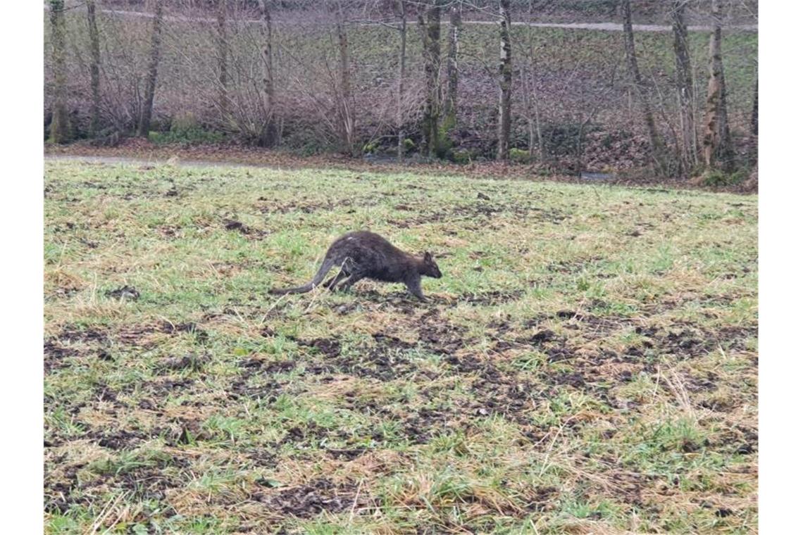 Das ausgebüxte Känguru hüpft im Ortenaukreis über eine Wiese. Foto: -/Polizeipräsidium Offenburg/dpa