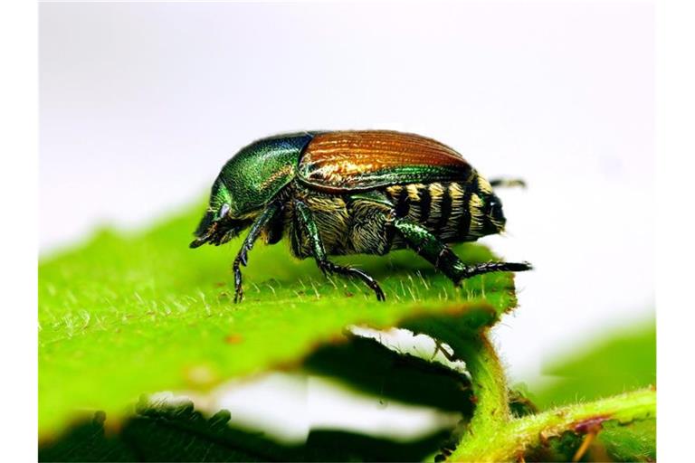 Das Bild zeigt einen Japankäfer (Popillia japonica). Foto: Olaf Zimmermann/LTZ Augustenberg/dpa