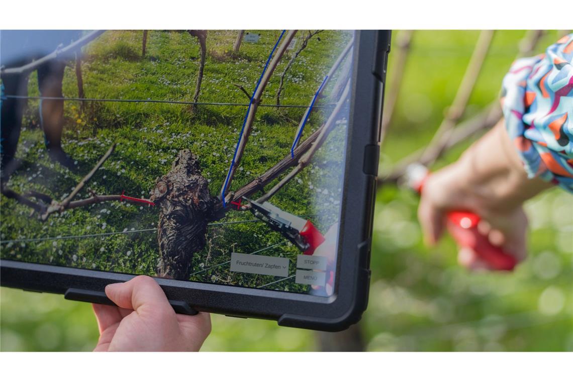 Das Display eines Tablets zeigt die Punkte, an dem die Rebe beschnitten werden soll.