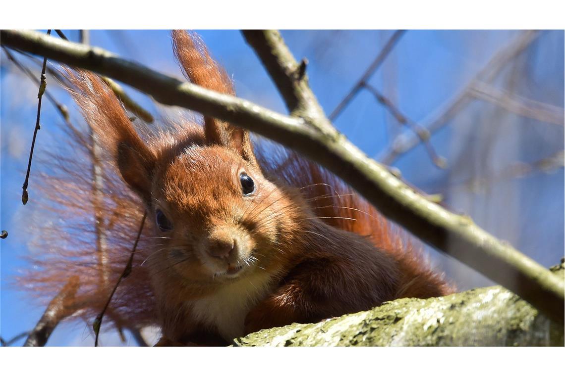 Das Eichhörnchen hatte sich in ein Bekleidungsgeschäft verirrt. (Symbolbild)