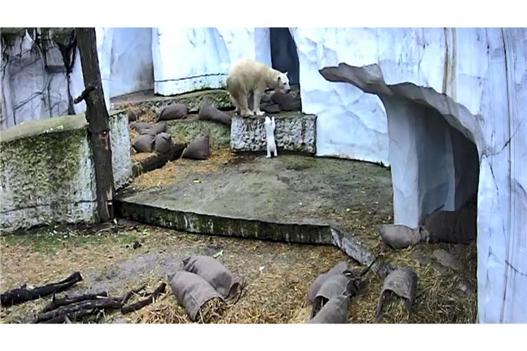 Das Eisbärbaby macht die ersten Erkundungen in der Außenanlage.