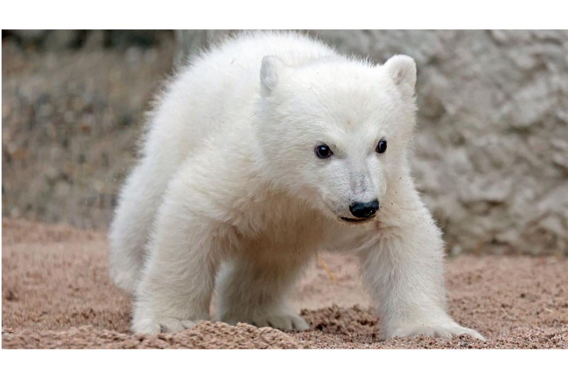 Das Eisbärjunge im Karlsruher Zoo erkundet die Außenanlage. Noch hat es keinen Namen.