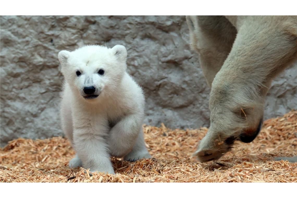 Das Eisbärjunge im Karlsruher Zoo erkundet mit seiner Mutter Nuka die Außenanlage.