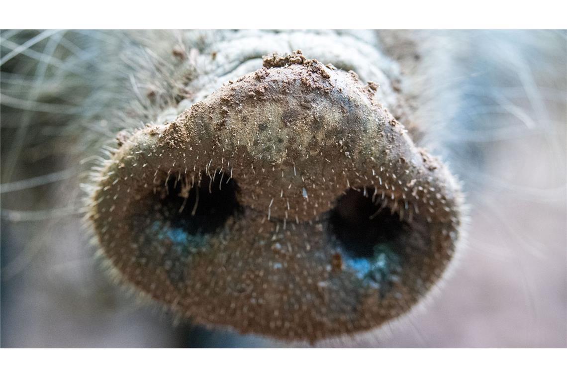 Das Fleisch von Wilschweinen ist im Gegensatz zur Leber unbedenklich. (Symbolbild)