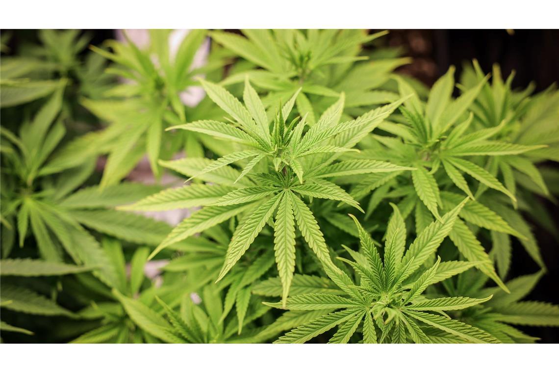 Das Gesetz zur Legalisierung von Cannabis ist am Freitag ein Tagesordnungspunkt im Bundesrat.