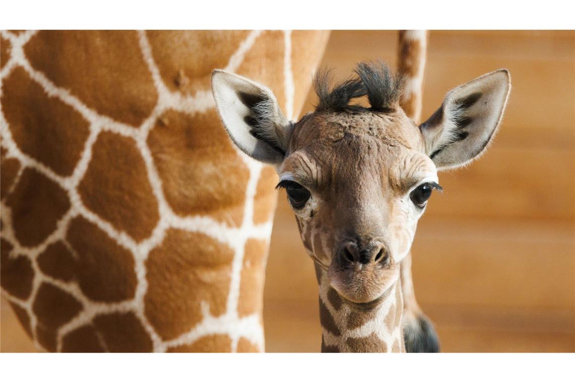 Das Giraffenjunge Kianga steht vor seiner Mutter im Opel-Zoo in Kronberg im Taunus. In den frühen Morgenstunden des 10. März wurde das Jungtier geboren. Es ist der erste Netzgiraffen-Nachwuchs im Opel-Zoo seit 1984.