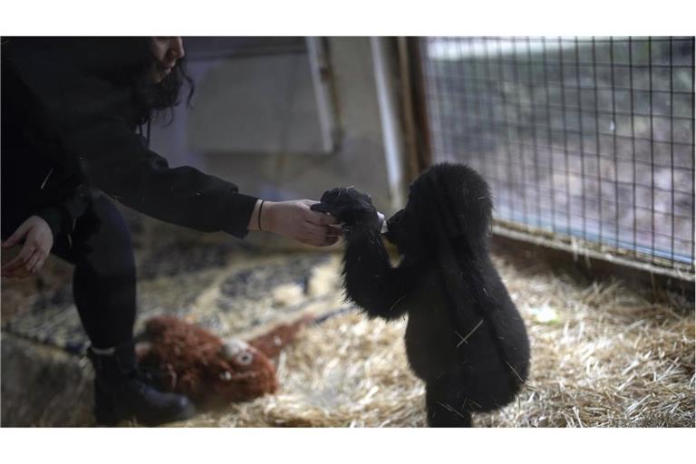 Das Gorillababy wurde am Istanbuler Flughafen sichergestellt.