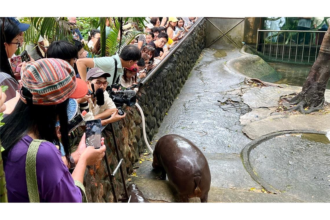 Das Hippo-Mädchen lockt jeden Tag Tausende Besucher.